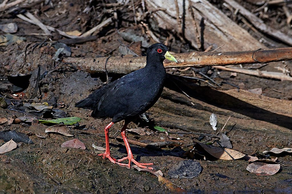 Mohrenralle (Amaurornis flavirostra) schwazer Vogel mit gelbem Schnabel