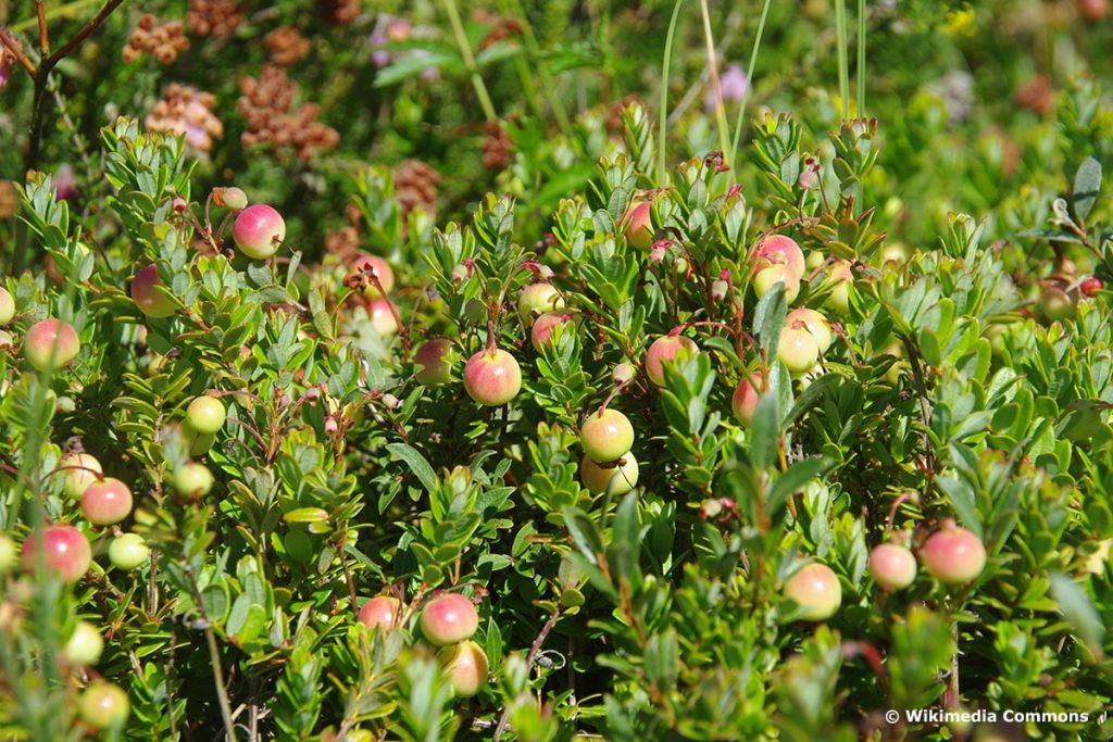 Moosbeere (Vaccinium macrocarpon), Cranberry