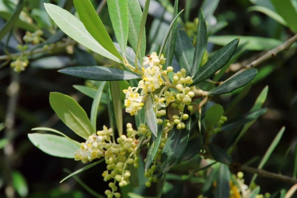 Olivenbaum in der Blüte