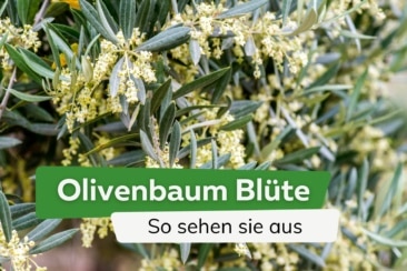 Olivenbaum Blüte: so sehen die Blüten aus