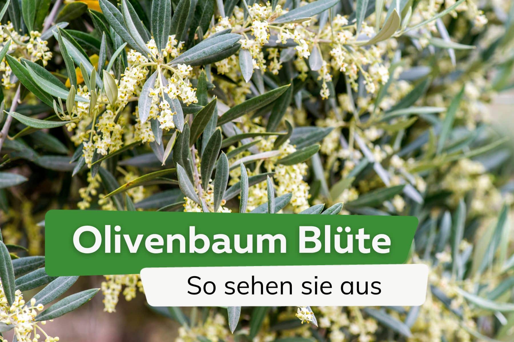 Olivenbaum Blüte: so sehen die Blüten aus