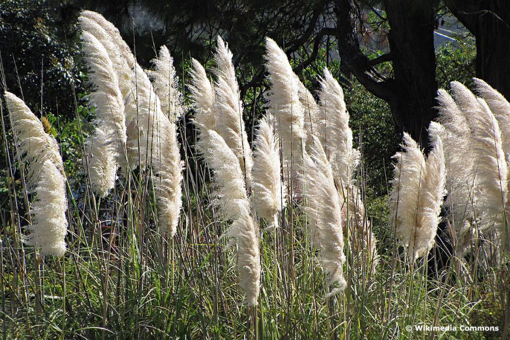 Alba (Cortaderia selloana 'Alba')