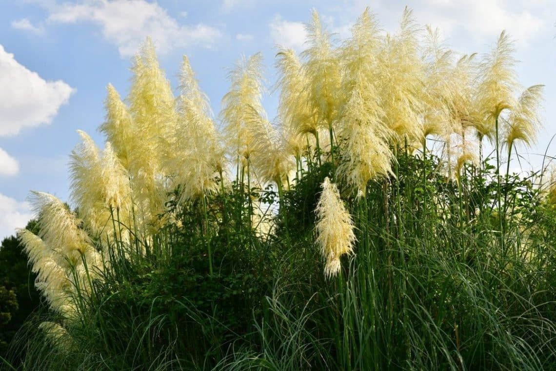 Cortaderia selloana 'Evita'