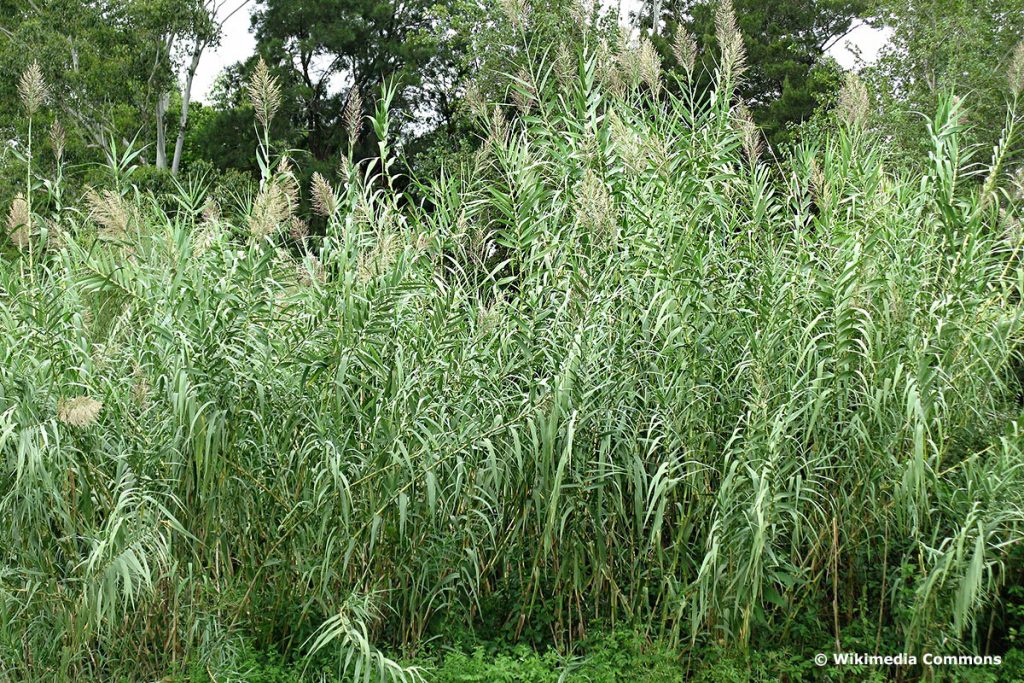 Pfahlrohr (Arundo donax), hochwachsende Gräser