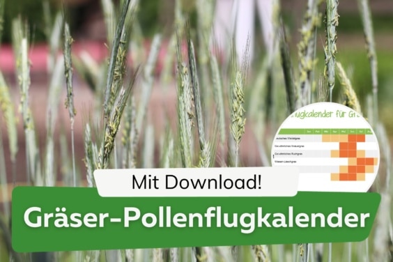 Pollenflugkalender für Gräser