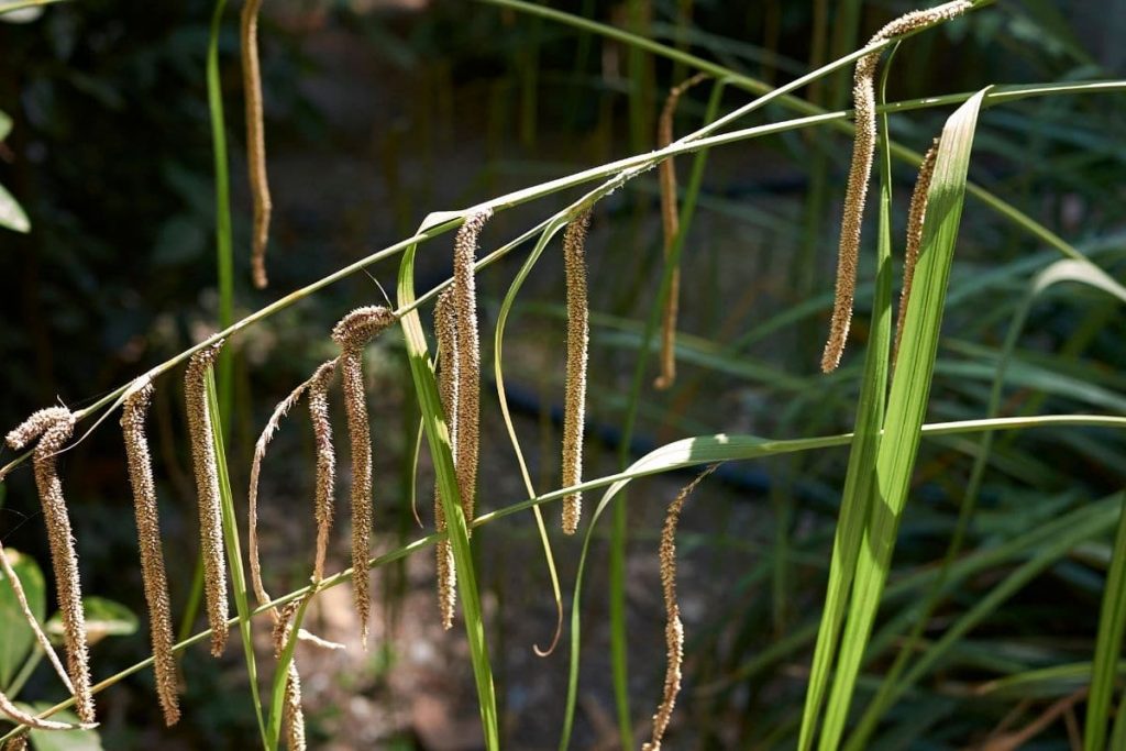 Riesen-Segge (Carex pendula), hochwachsende Gräser