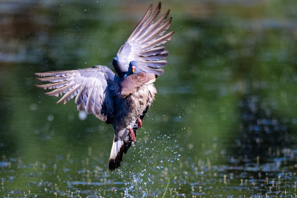 Ringeltaube (Columba palumbus), heimische Vögel