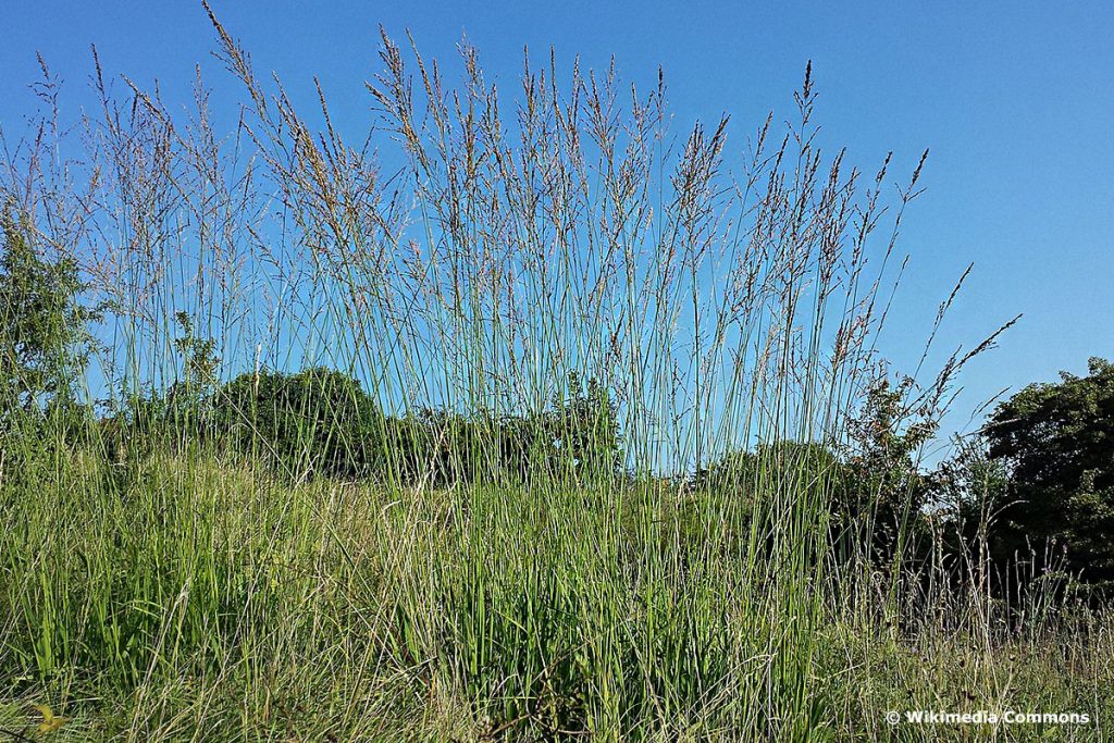 Rohr-Pfeifengras (Molinia arundinacea), hochwachsende Gräser