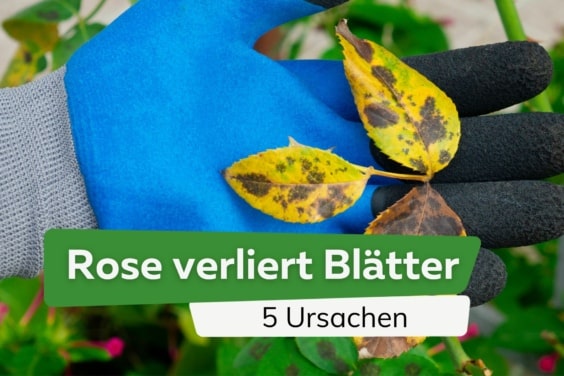 Rose verliert plötzlich Blätter: 5 Ursachen