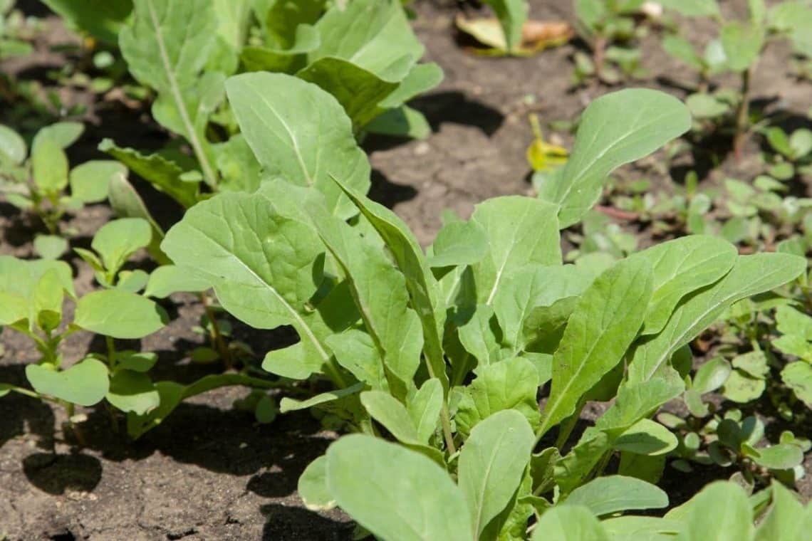 Rucola anpflanzen