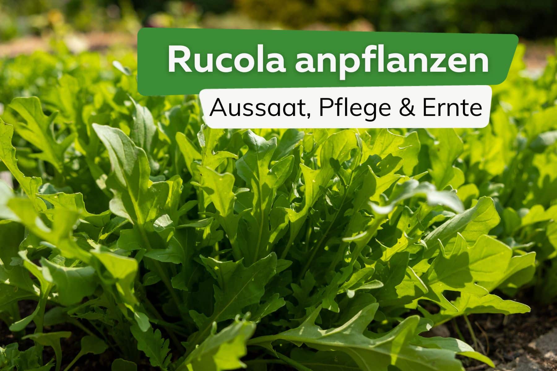 Rucola anpflanzen: Tipps zu Aussaat, Pflege und Ernte