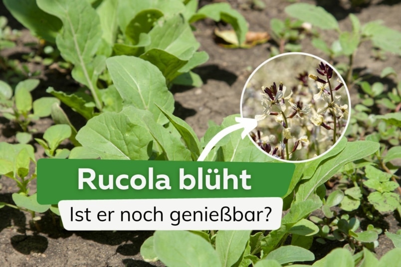 Rucola blüht: ist er in der Blüte noch genießbar?