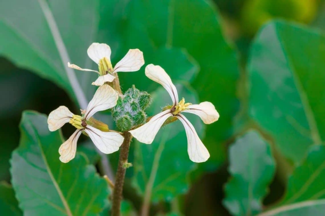 Rucola Blüht