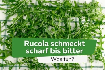 Rucola schmeckt scharf bis bitter: was tun?