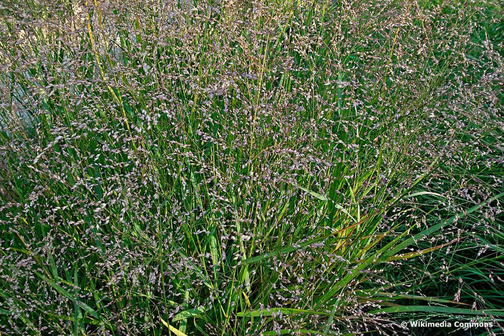 Säulen-Rutenhirse 'Northwind' (Panicum virgatum), hochwachsende Gräser