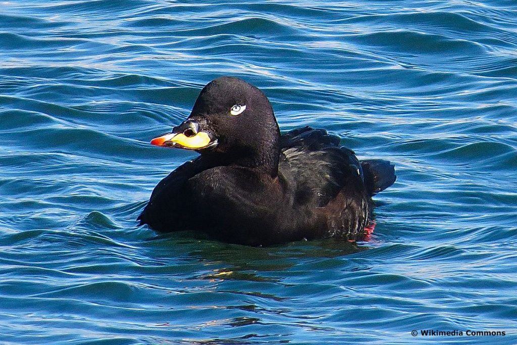 Samtente (Melanitta fusca), schwarzer Vogel mit gelbem Schnabel