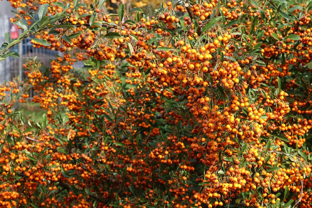 Sanddorn (Hippophae rhamnoides); Pfahlwurzler