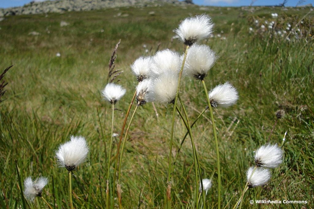 Scheiden-Wollgras (Eriophorum vaginatum)