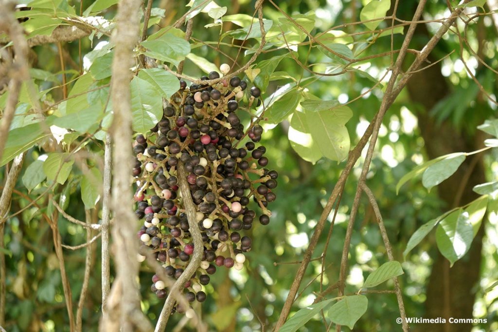 Scheinmyrte (Anamirta Cocculus)