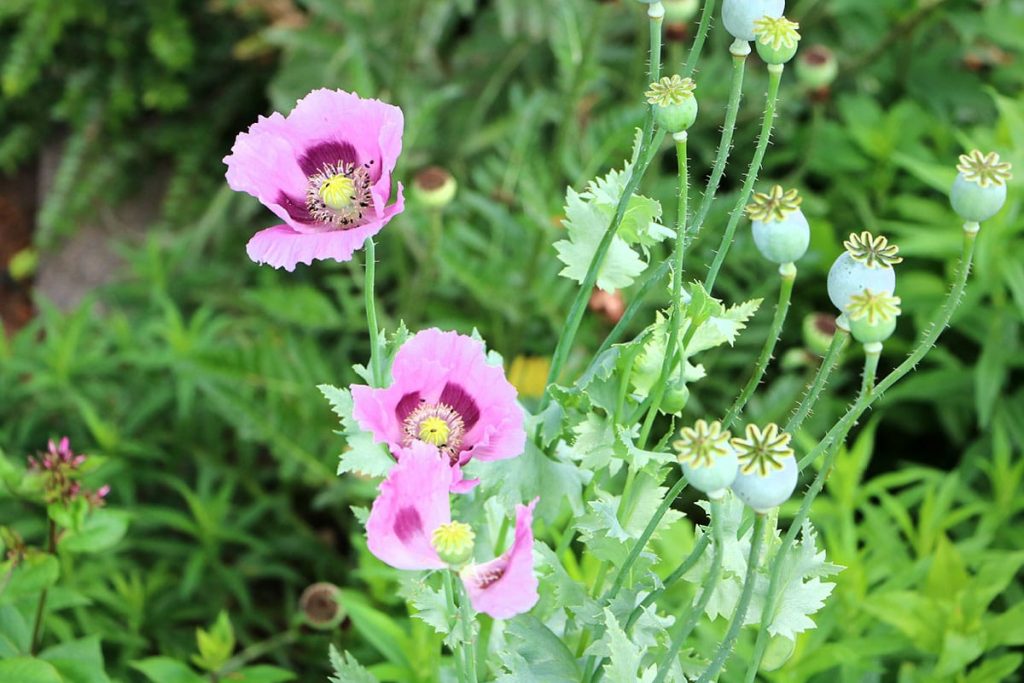 Schlafmohn (Papaver somniferum), psychoaktive Pflanzen