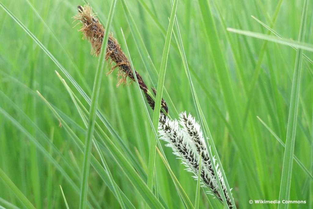 Schlank-Segge (Carex acuta), hochwachsende Gräser