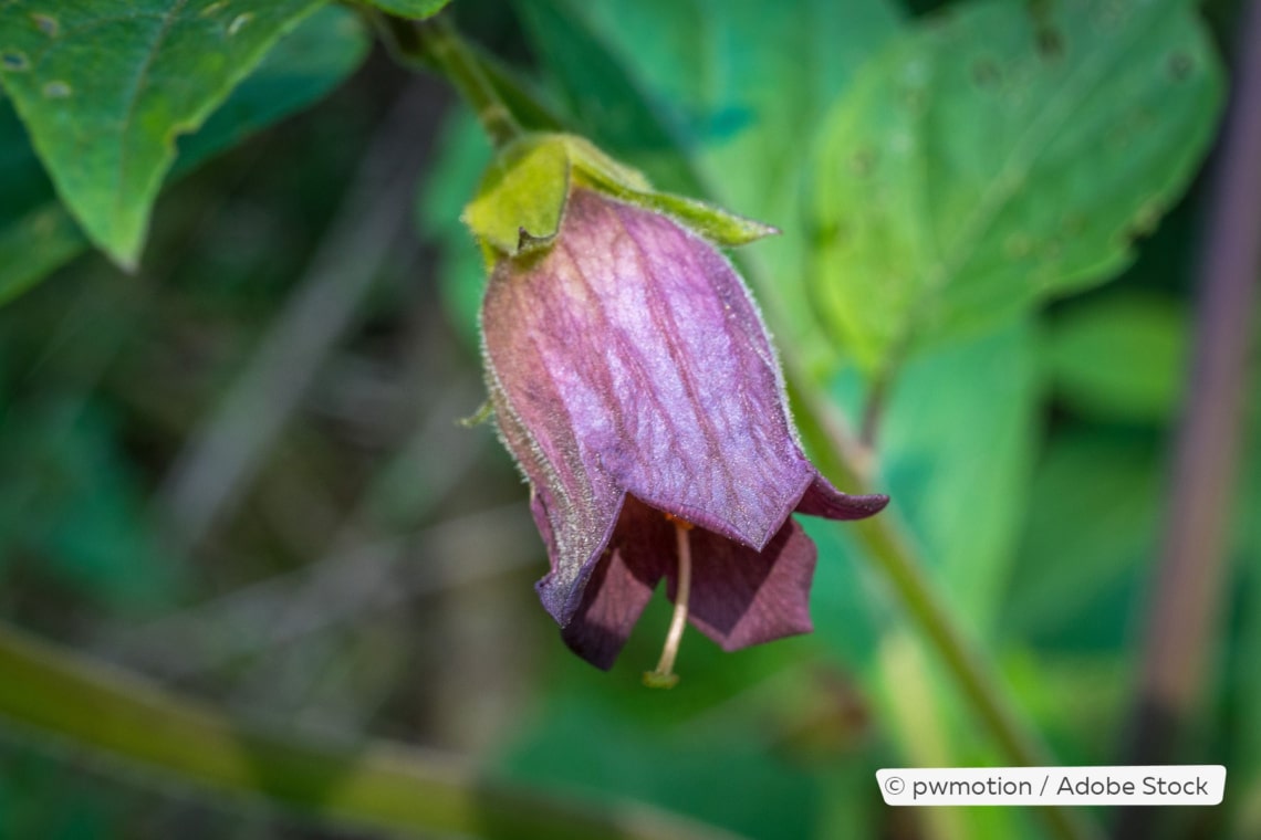 Schwarze Tollkirsche (Atropa belladonna)