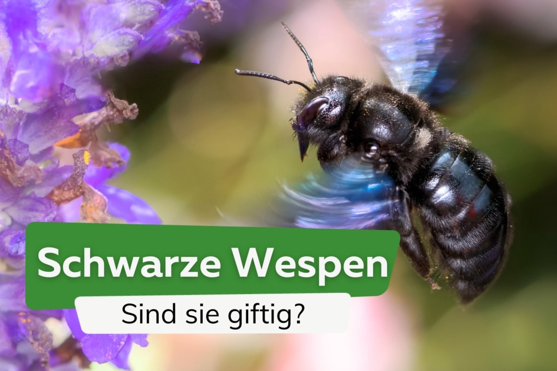 Sind schwarze Wespen giftig