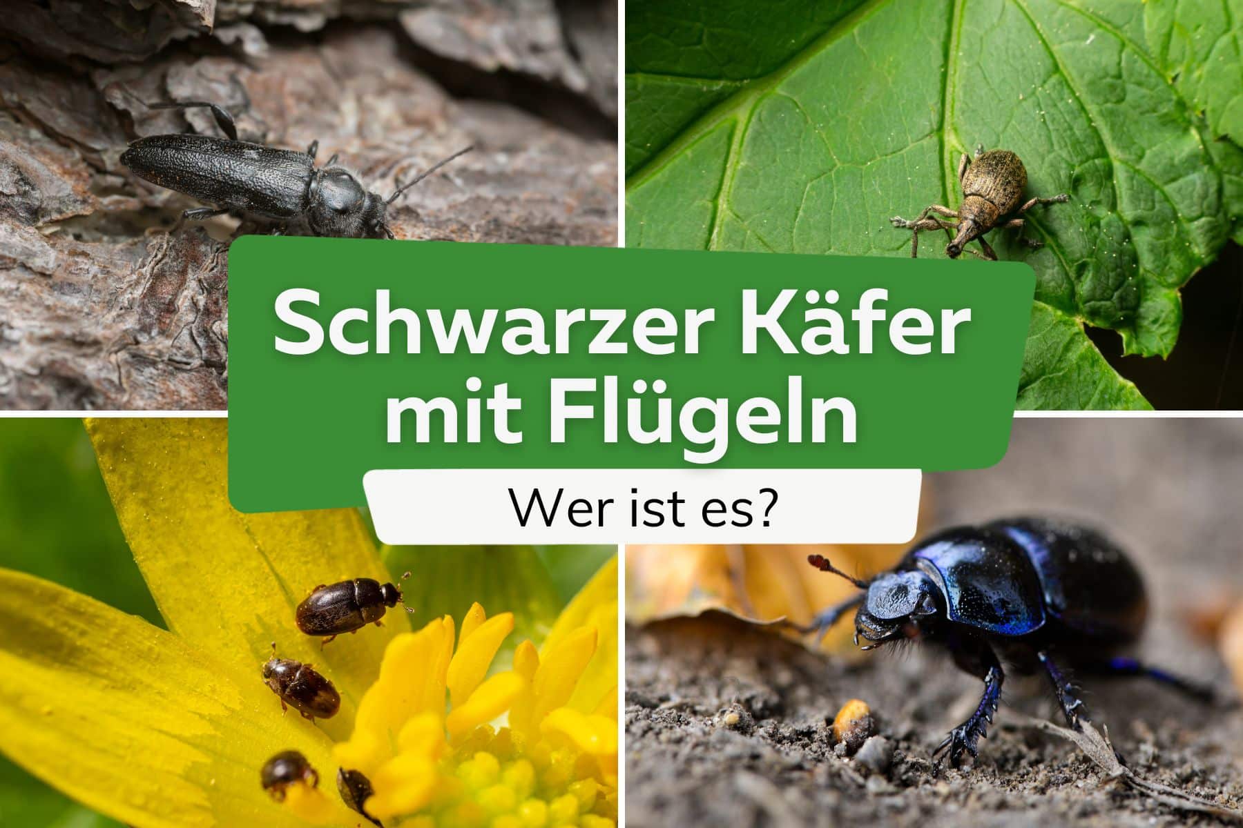 Schwarzer Käfer mit Flügeln: wer ist es?