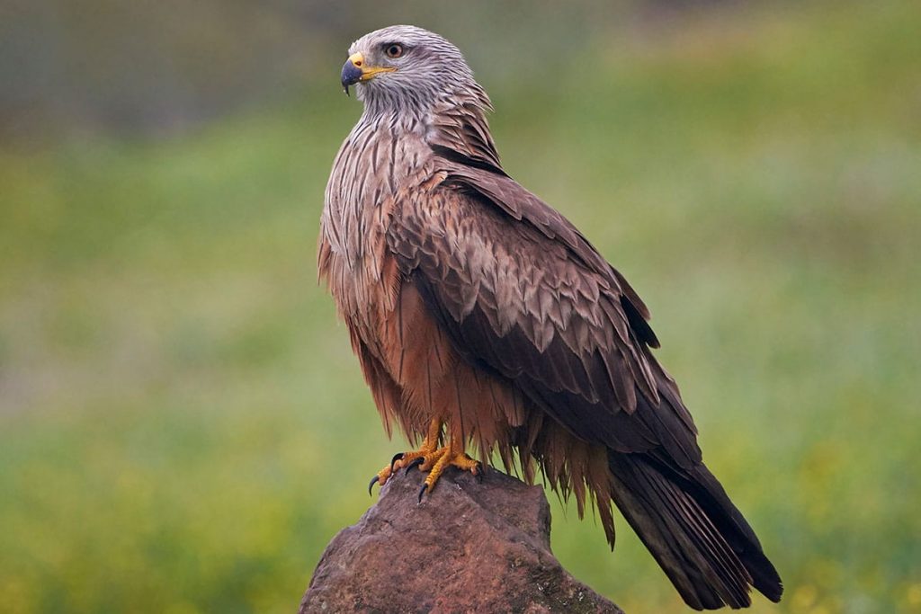 Schwartzmilan (Milvus migrans), heimische Greifvögel