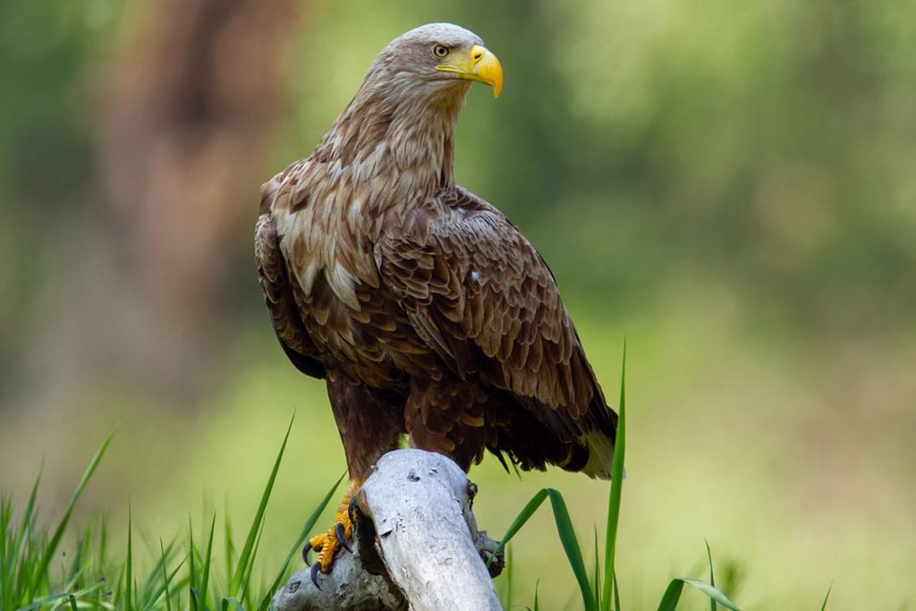 Seeadler (Haliaeetus albicilla)