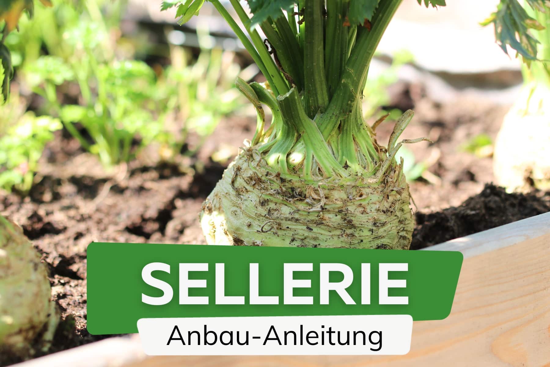 Sellerie anbauen