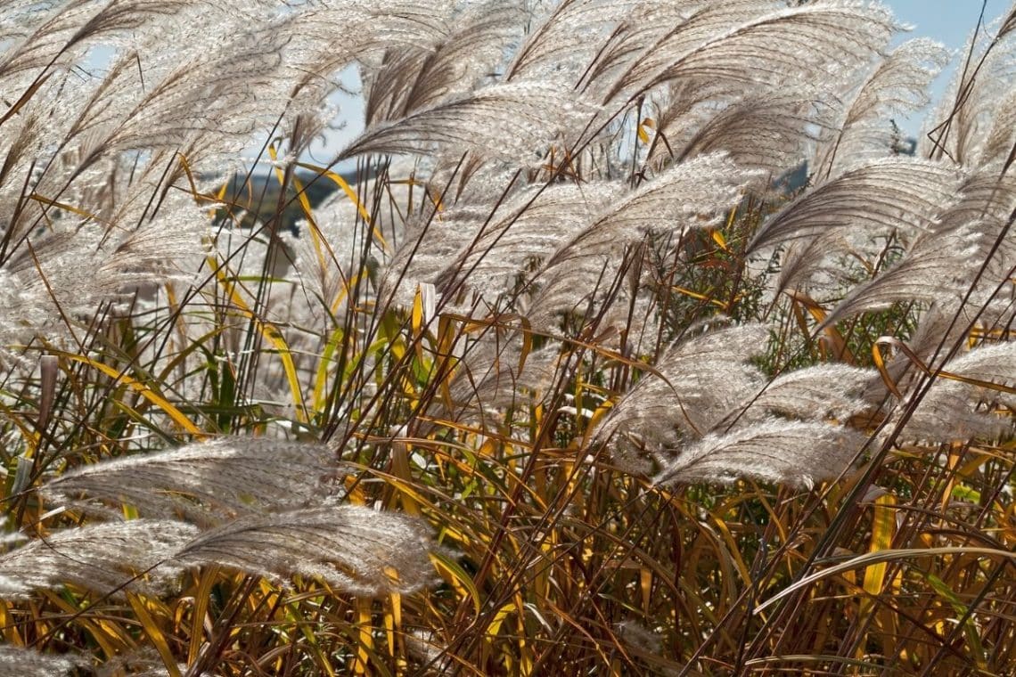 Silberfahnengras (Miscanthus sacchariflorus), hochwachsende Gräser