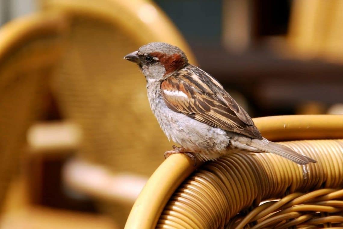 Spatz auf der Terrasse