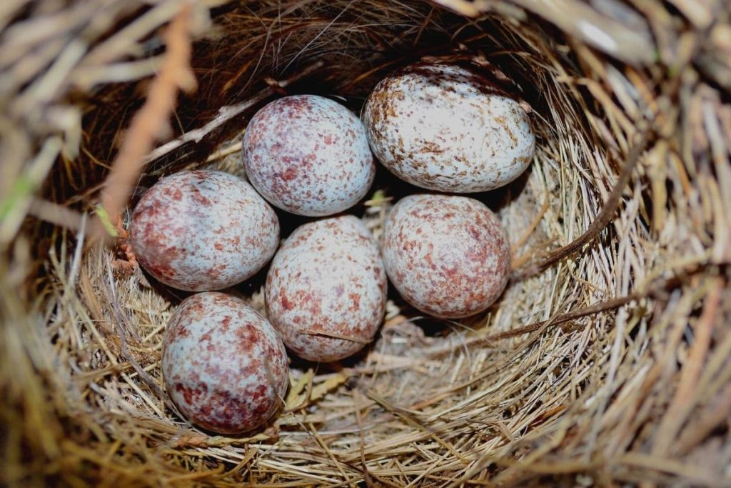 Spatzeneier im Nest