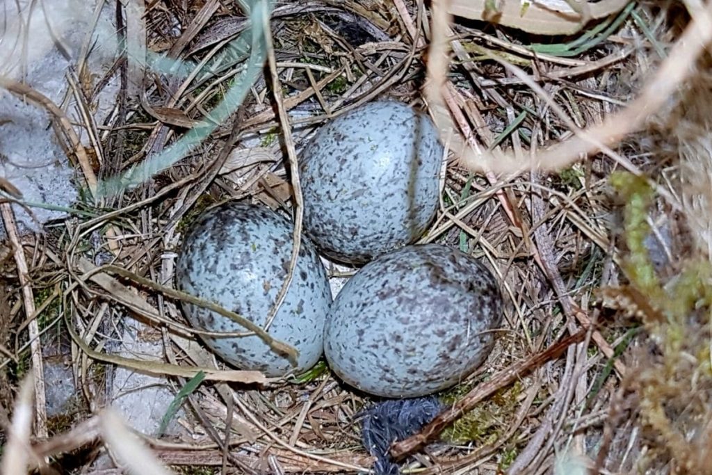 Nest des Sperlings, Spatzeneier