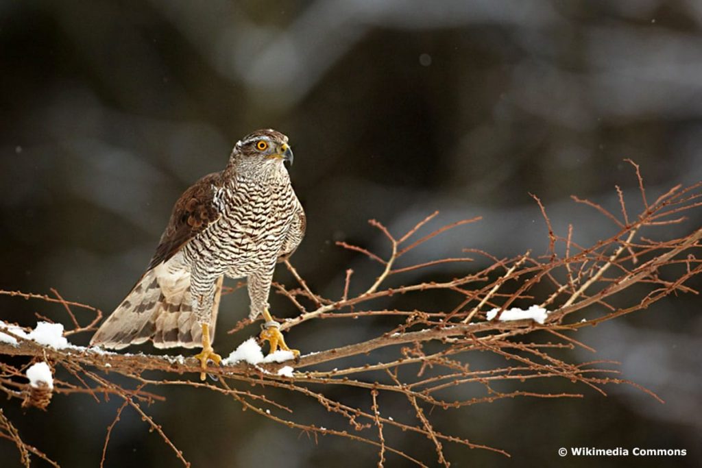 Sperber (Accipiter nisus)