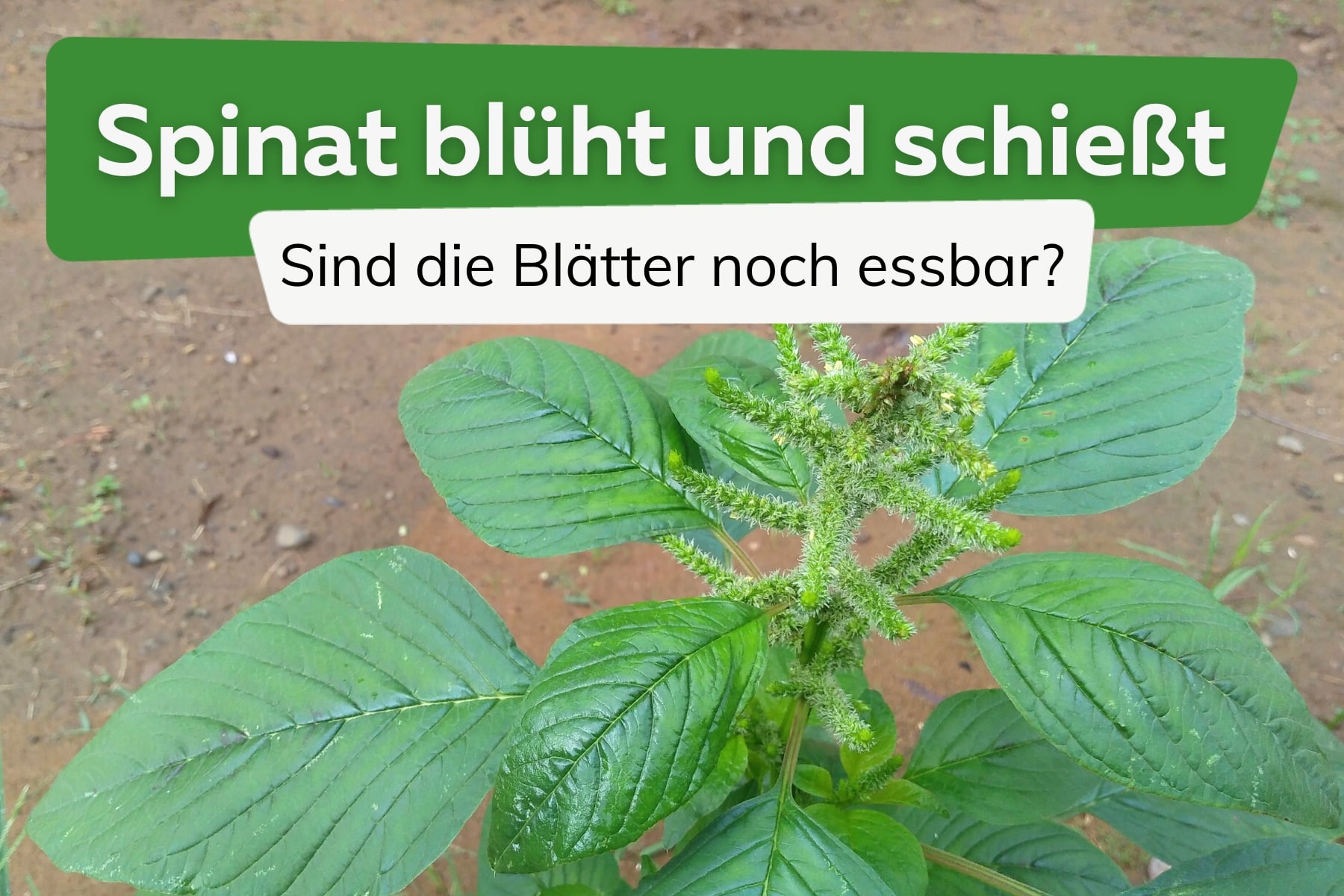 Spinat blüht und schießt