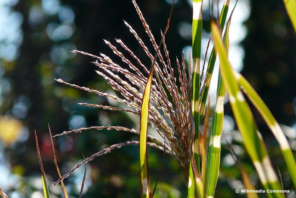 Stachelschweingras 'Strictus' (Miscanthus sinensis), hochwachsende Gräser