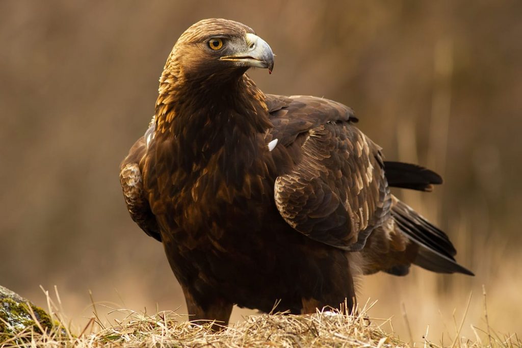 Steinadler (Aquila chrysaetos), heimische Greifvögel