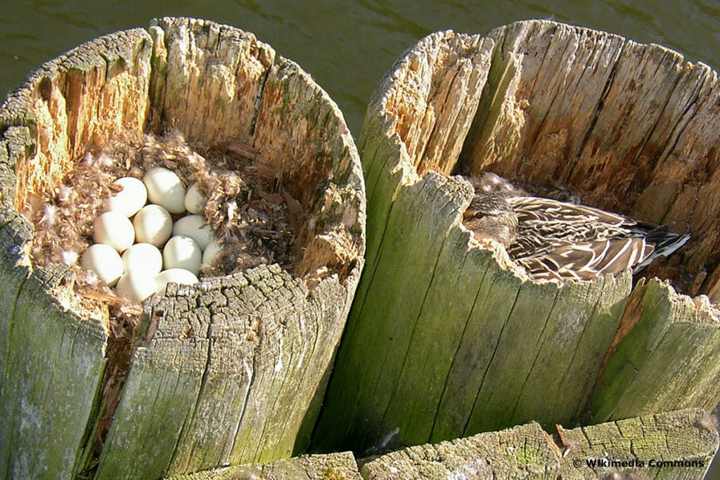 Vogeleier der Stockente