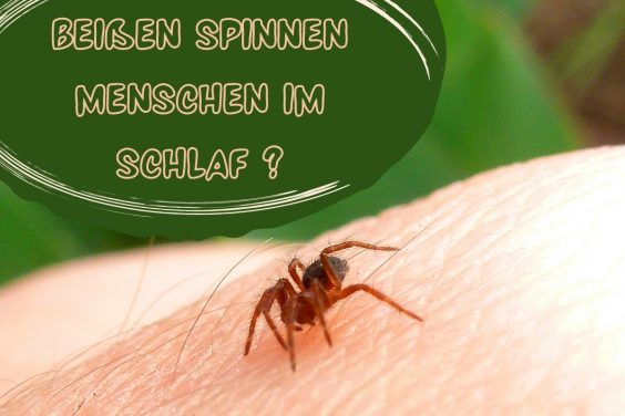 Beißen Spinnen Menschen - Titel