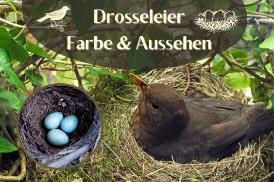 Drosseleier Aussehen- Titel