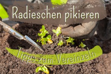 Radieschen pikieren - Titel