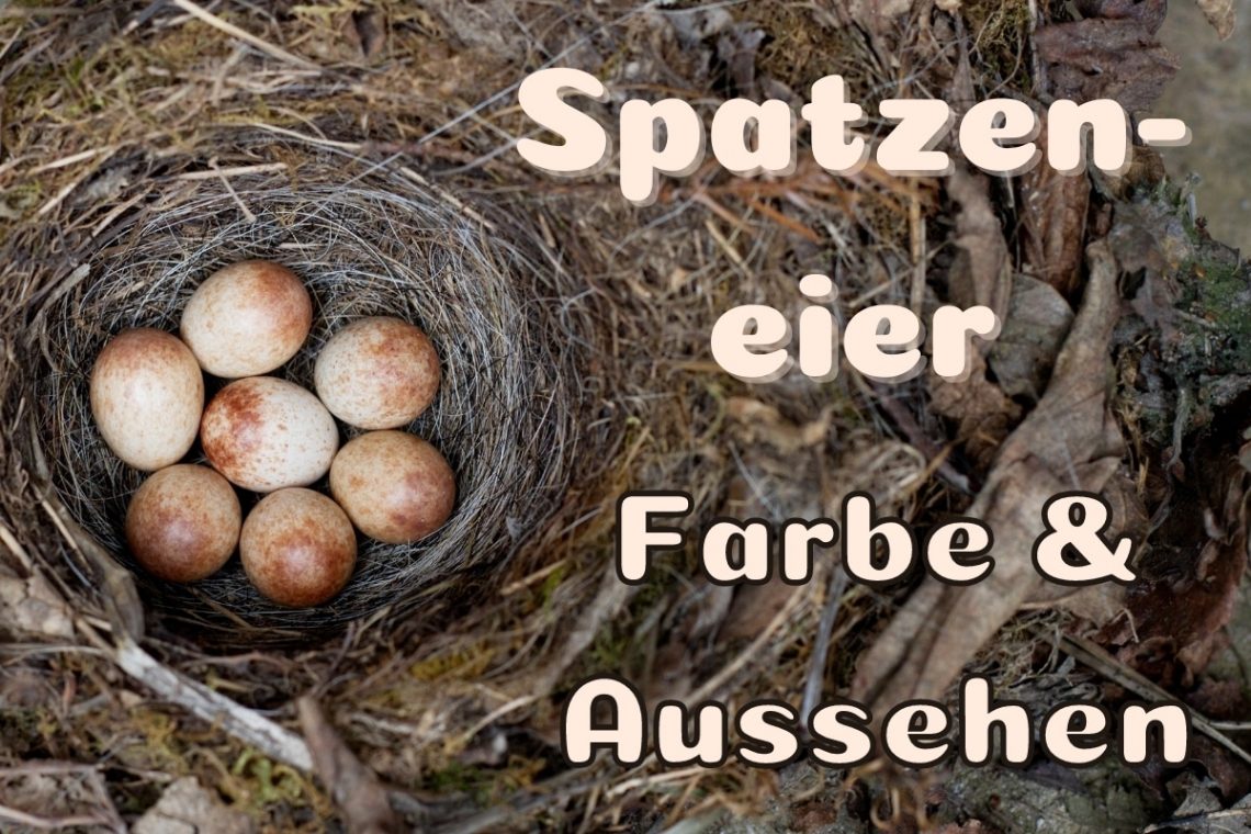 Spatzeneier Aussehen - Titel