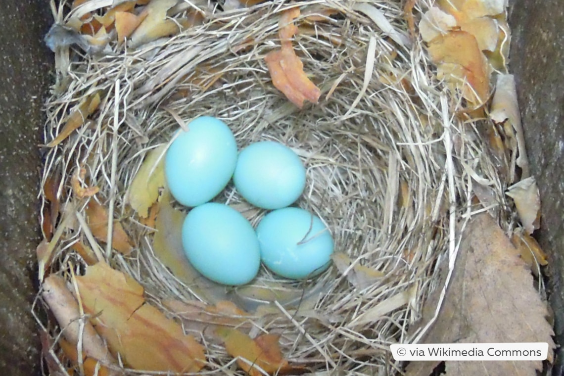 Trauerschnäppernest mit blauen Eiern