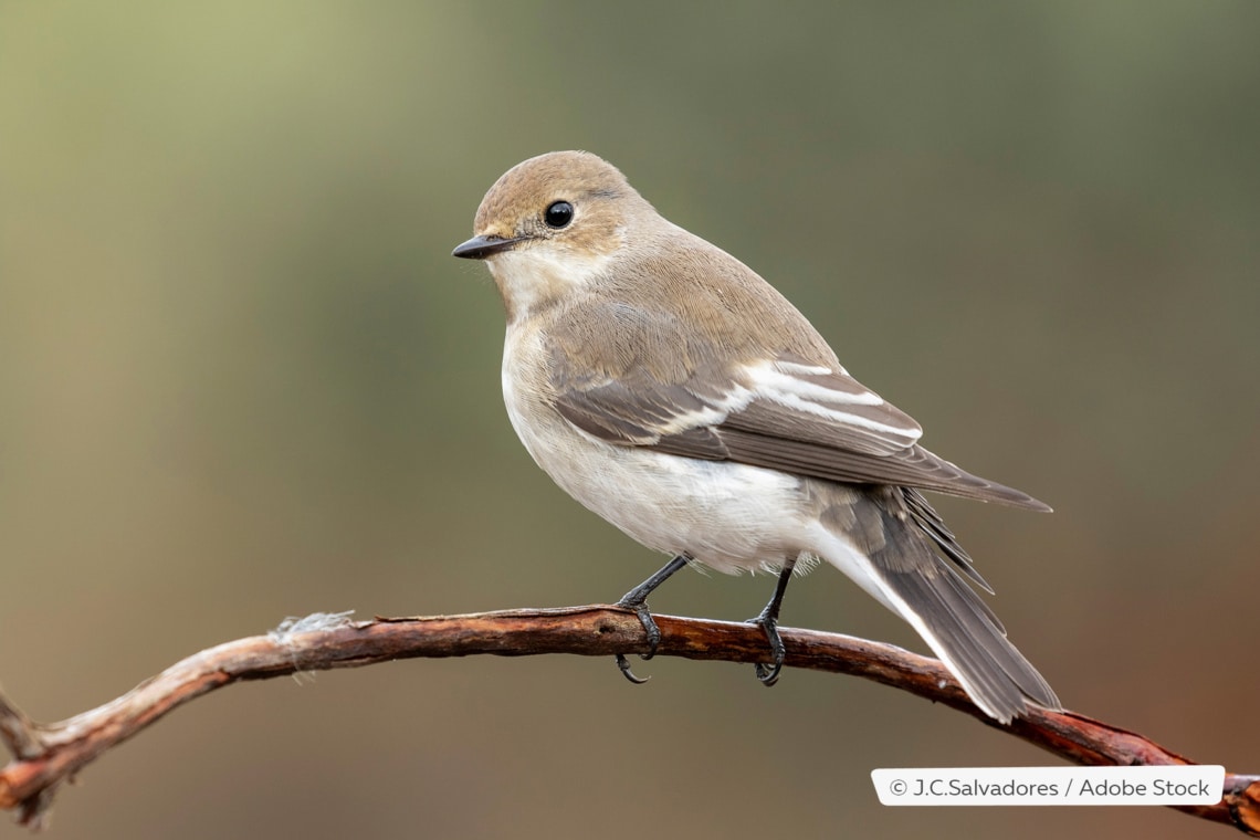 Trauerschnäpper (Ficedula hypoleuca), Weibchen