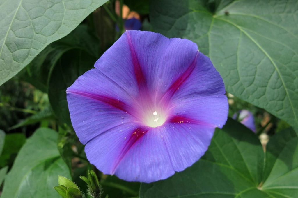 Trichterwinde (Ipomoea purpurea)