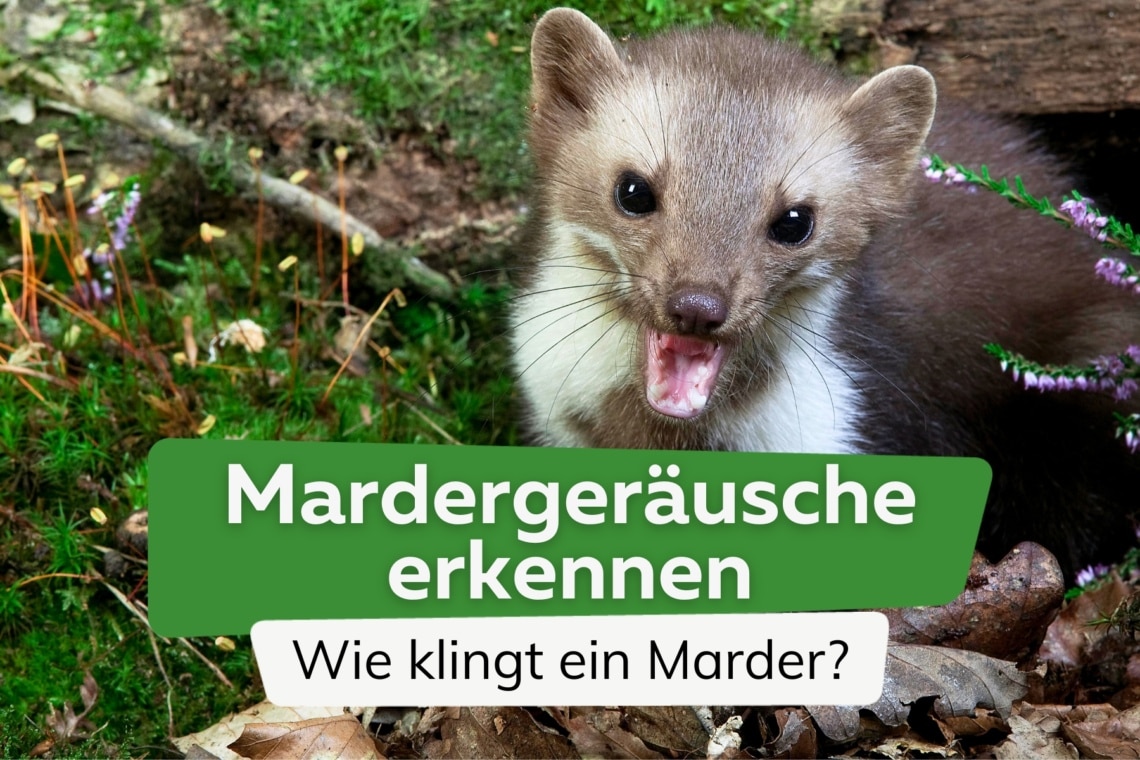 Welche Gerusche Macht Ein Marder