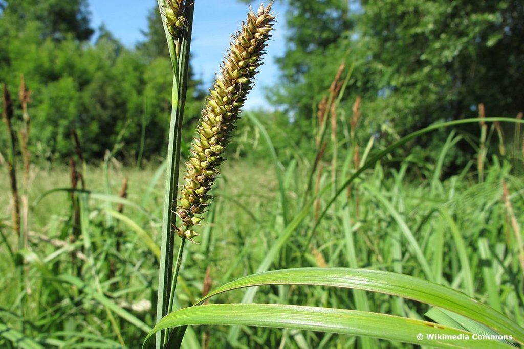 Ufer-Segge (Carex riparia), hochwachsende Gräser