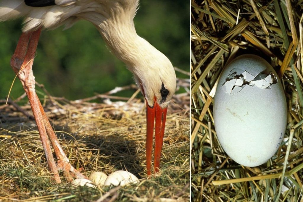 Vogeleier des Weißstorch